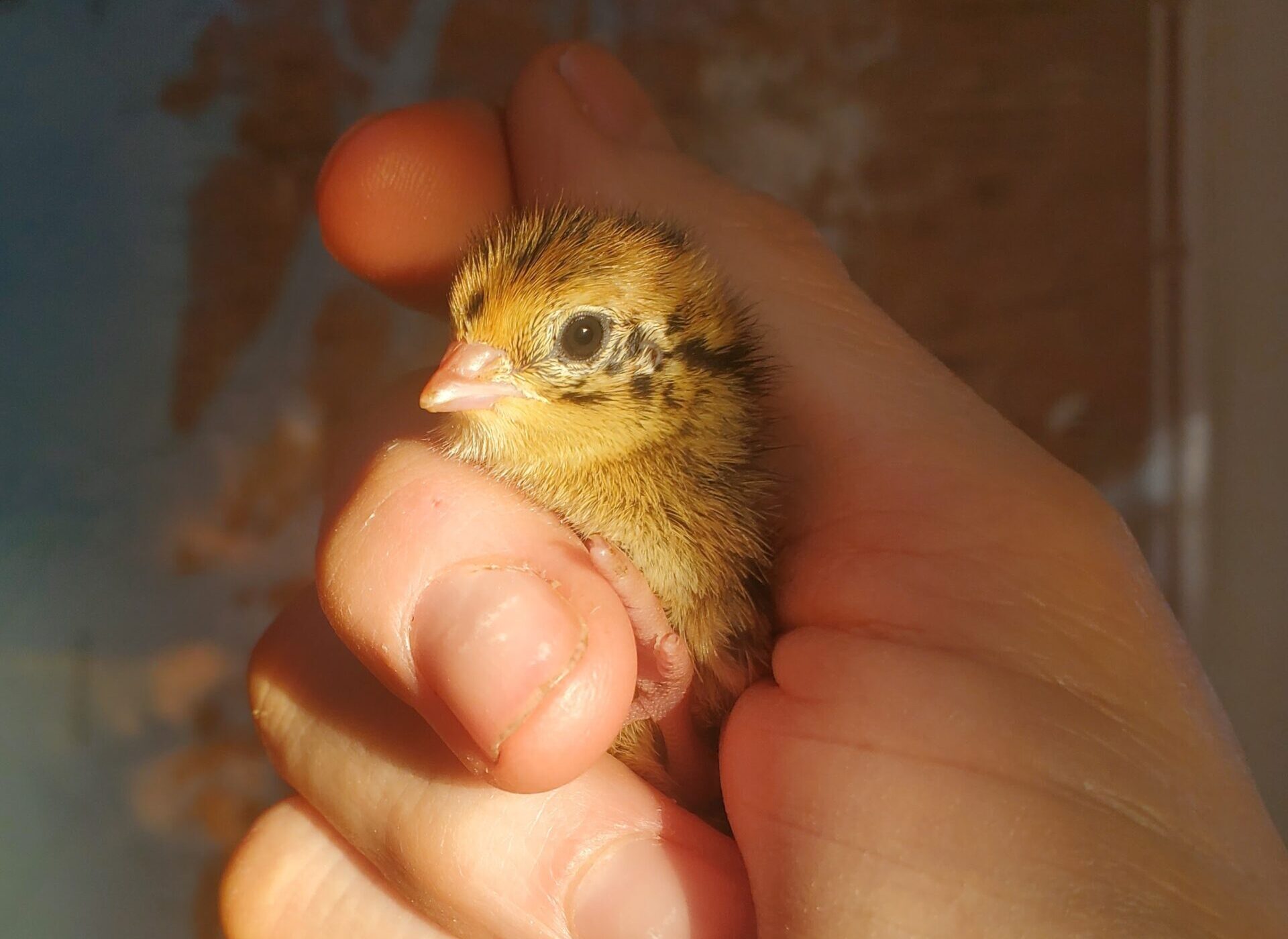 Basics of Raising Quail: From Incubation to the Kitchen